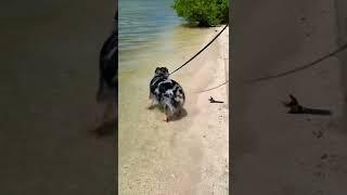 Australian Shepard’s first time at the River️