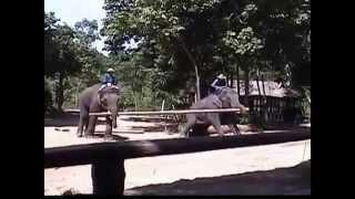 Thai Elephant Conservation Center near Chiang Mai