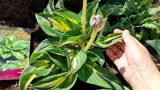 #хоста #Sting / Хоста Стинг ( лат. hosta Sting). Отличительные особенности