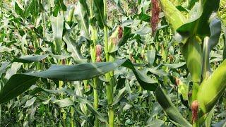 Tu veux obtenir 15 tonnes de maïs à l'hectare, regarde cette vidéo