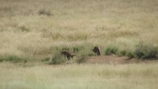 Bat-eared fox