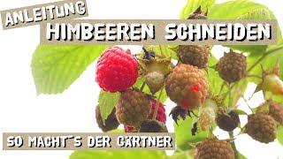 Himbeeren Schneiden - Anleitung vom Gärtner