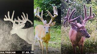 MONSTER PUBLIC LAND MOUNTAIN BUCKS - Trail Camera Strategies & Tips w/Steve Sherk- Pennsylvania 2020