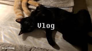 Vlog | 브이로그 | 개냥이와 개, 그리고 고양이 ‍⬛