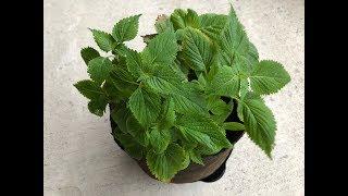 Propagating Green Shiso - Store Bought Green Perilla