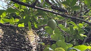 Gator Apple/Pond Apple (Annona glabra￼)