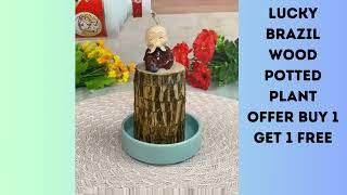 Lucky Brazil Wood Potted Plant Offer Sale BUY 1 GET 1 FREE A5