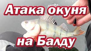 Реакция окуня на Балду /Подводные съёмки  Атака окуня под водой Балда на окуня с магазина