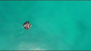 Manta Films Promo