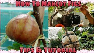 How To Marcot Figs | Tips And Tutorial   #marcotting #ficuscarica #marcotte#figtree#figtrees #figs