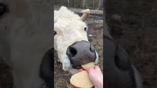 Меня укусила корова. #cutecow #любовькживотным #корова