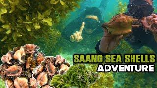 SPIDER CONCH SHELL ADVENTURE | SUPER DELICIOUS | MarinongDj