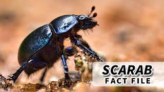 Scarab facts: BEETLES of the SCARABAEIDAE family | Animal Fact Files