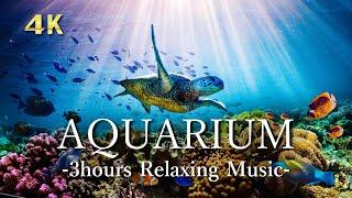 4K Aquarium Video [Relaxing Music]  Sea Animals & Coral reaf & Tropical fishes | for study, sleep