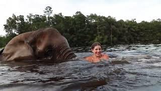 SWIMMING WITH BUBBLES THE ELEPHANT