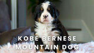 Kobe Bernese Mountain Dog Puppy Here at Mountain Dog Companion!