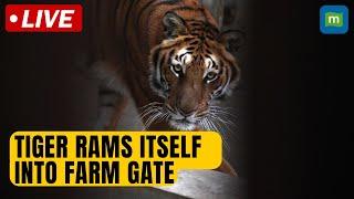 Wild Siberian tiger rams itself into farm gate in northern China | N18G