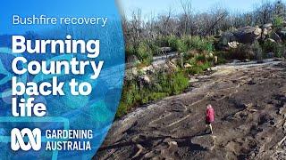 Caring for Banbai Country | Bushfire recovery | Gardening Australia