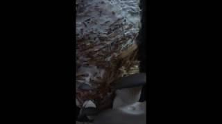 Pleurotus movie 01_the best production in quality