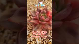 #아침노을다육에서 #11시에 #라이브방송 #시작합니다 #놀러오세요