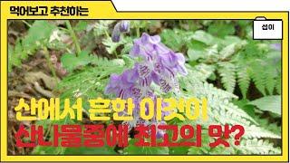 산에서 흔한 이것이 산나물 최고 산나물 제왕?