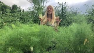 Growing Fennel in the Northeast