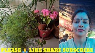 #Shorts#Gardening with geet kumar English/Hindi.