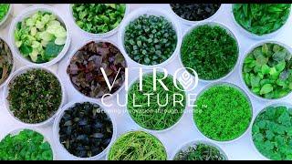 VitroCulture.com | Quality In Vitro, Tissue Culture Plants for Your Home and Aquarium!