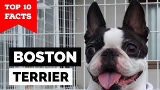 Boston Terrier - Top 10 Facts (The American Gentleman)