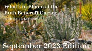 What's in Bloom at The Ruth Bancroft Garden  (September 2023)