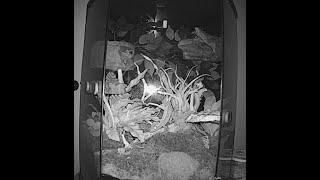 Orange Brindle Crested Gecko loves his new home! pet Cam night video.