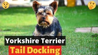 Yorkshire Terrier Tail Docking: Everything you need to know about | Little Paws Training