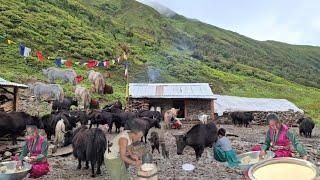 Most Peaceful And relaxing himilayns ll life style of yak herders in dolpa ll dolpa nepal 