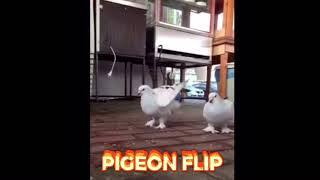 Pigeon flip