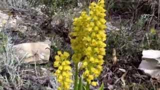 Orchis punctulata - Cyprus