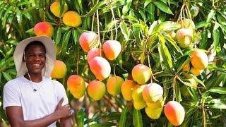 WOW!! FRUIT Trees BOSS of Jamaica!! 100's of Fruit Trees Tour Jamaica!! 