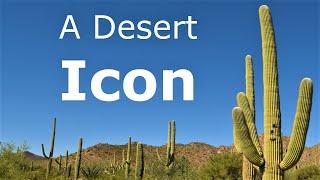 Icon of the American Desert: The Mighty Saguaro Cactus