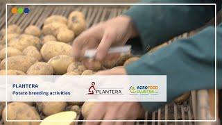 Breeding and testing potatoes | Plantera 