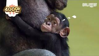 "엄마..." 엄마가 된다는 건 침팬지라도 쉽지 않아(육아서터레스)ㅣFirst-Time Mother Chimpanzee's Struggle For Parenting Is REAL