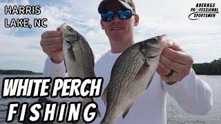 The BEST LURES for WHITE PERCH FISHING! Epic day on Harris Lake, North Carolina - APS