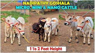 Nadipathy Cattle | 1 to 2 Feet Height | #miniature #trending #minicows #yt #youtube #sanatanadharma