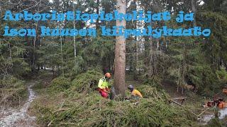 Arboristiopiskelija kaverukset ja ison kuusen kiipeilykaato