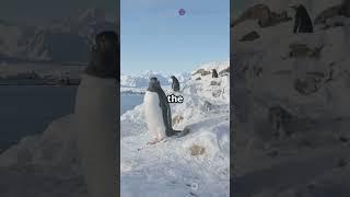 Do Polar Bears and Penguins Live Together? Nope!‍️ #penguin #science #polarbear #biology #nature