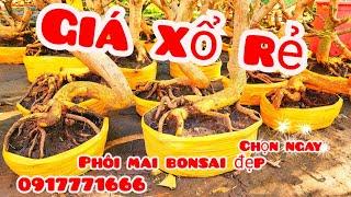 Phôi mai giảo bonsai đẹp giá xổ rẻ 14/11 #aTú0917771666 |MaivàngThanhTâm