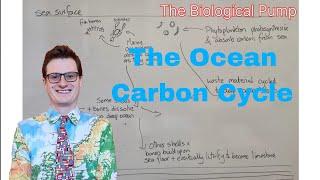 A Level Geography Revision. The Ocean Carbon Cycle. The Physical, Biological and Carbonate Pump.