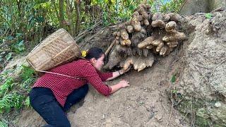 Harvesting wild tubers goes to market sell and  processing them into food