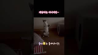 #고양이 #고양이브이로그 #서강대메리홀고양이 #내향묘 #뭉치와숭이 #뭉숭이네