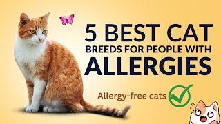 5 best cat breeds for allergies | hypoallergenic cats for allergy sufferers