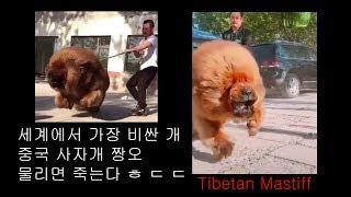 세상에서 가장비싼 강아지 짱오 .사자개 .[근토] tibetan mastiff dog .tibetan mastiff puppies