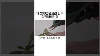 약 200만원짜리 식물을 자른다고?